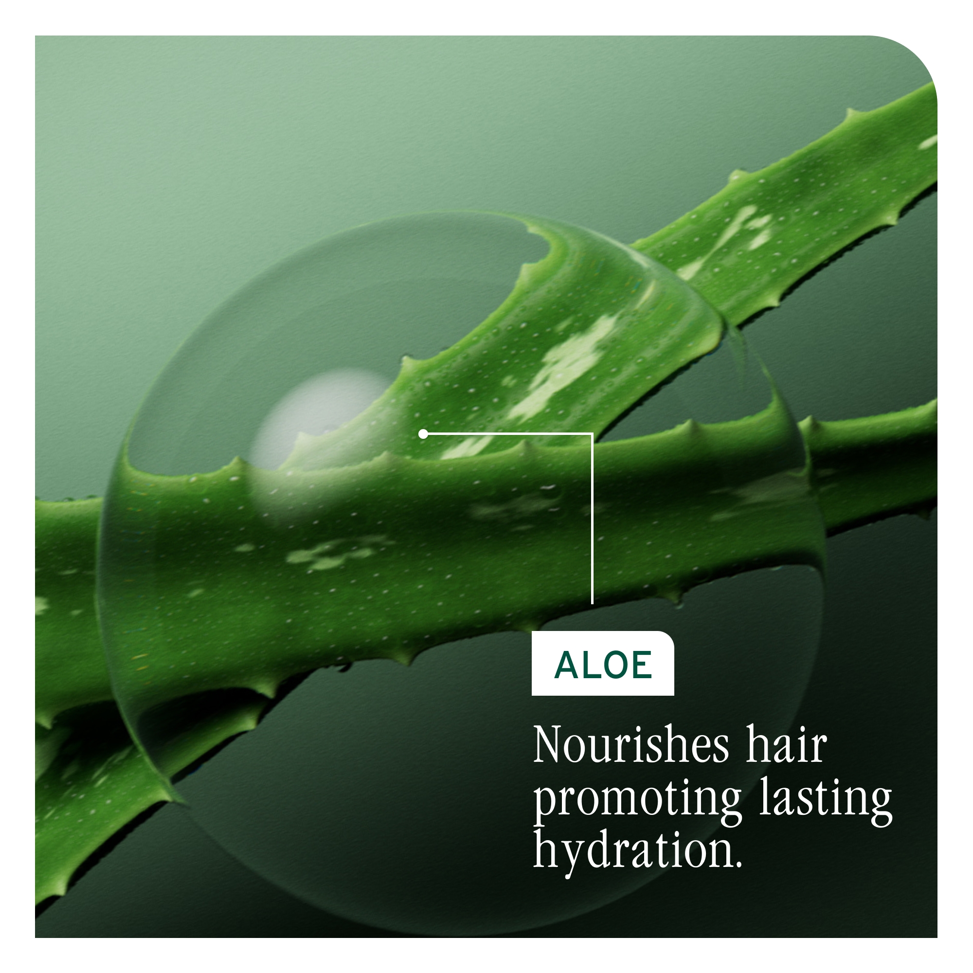 BIOLAGE Hydra Source Shampoo