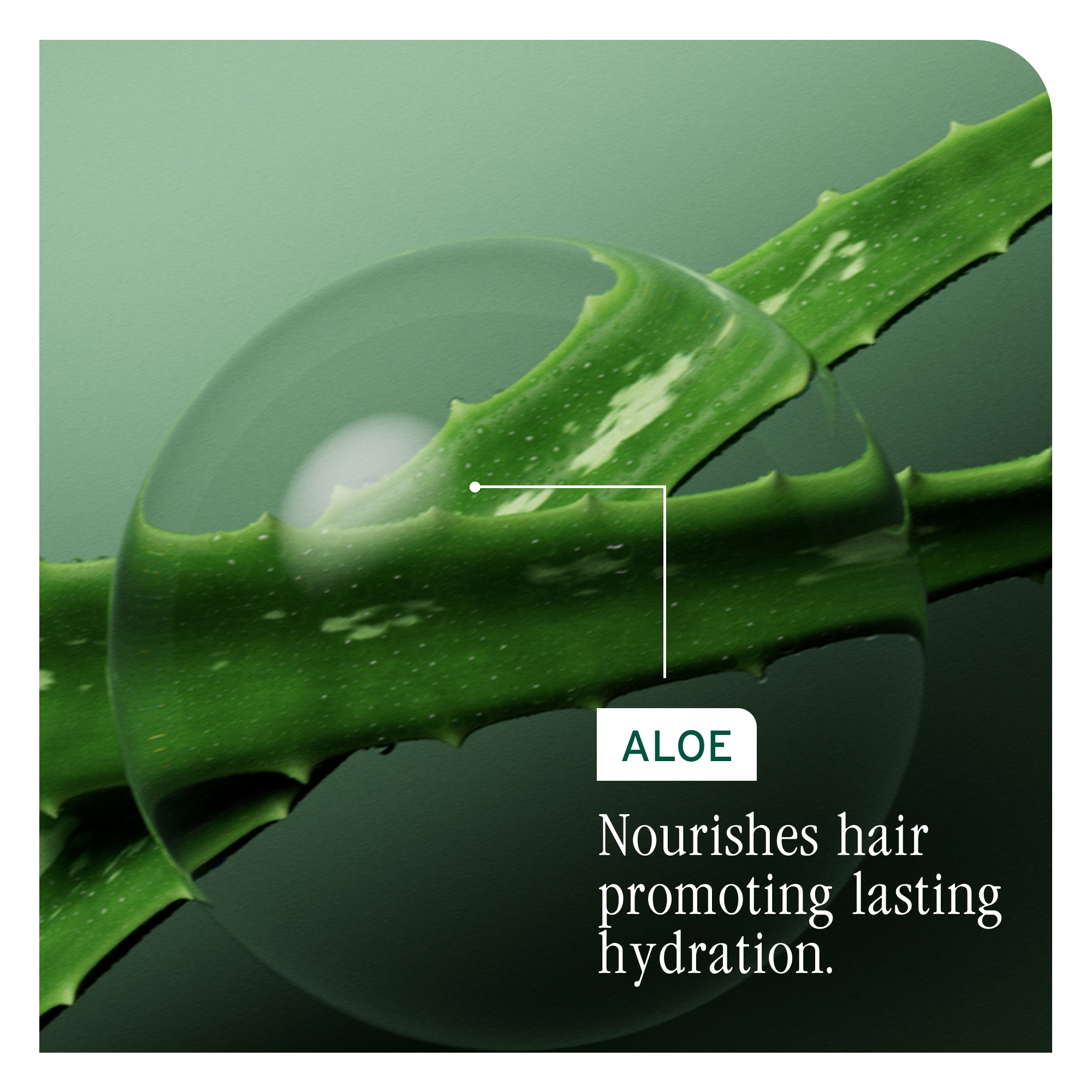BIOLAGE Hydra Source Detangling Solution